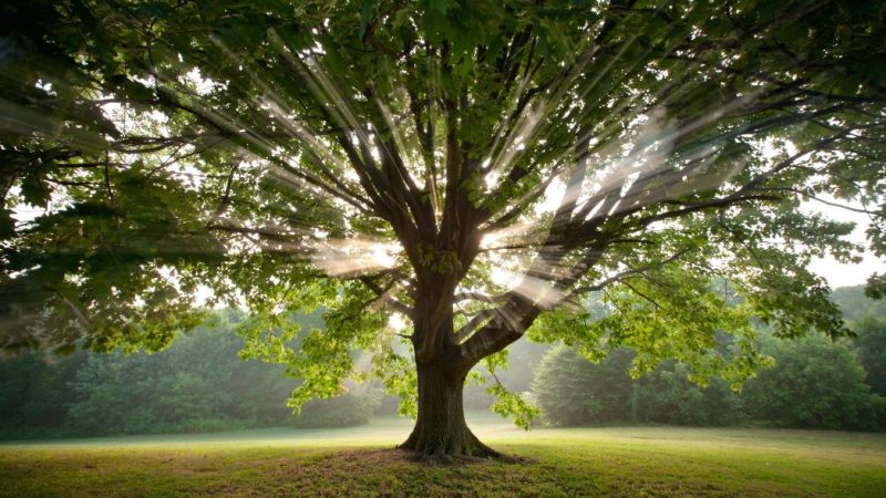 Ritornare alle “radici”, ritornare alla solidarietà